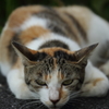 お休みのところ、申し訳ありませんでした