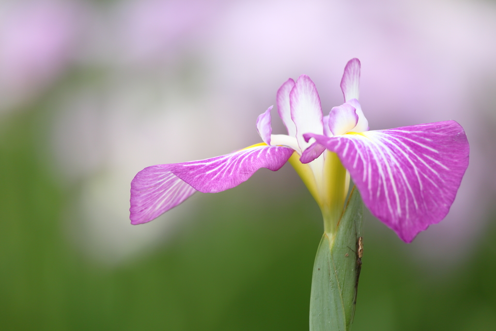 花菖蒲