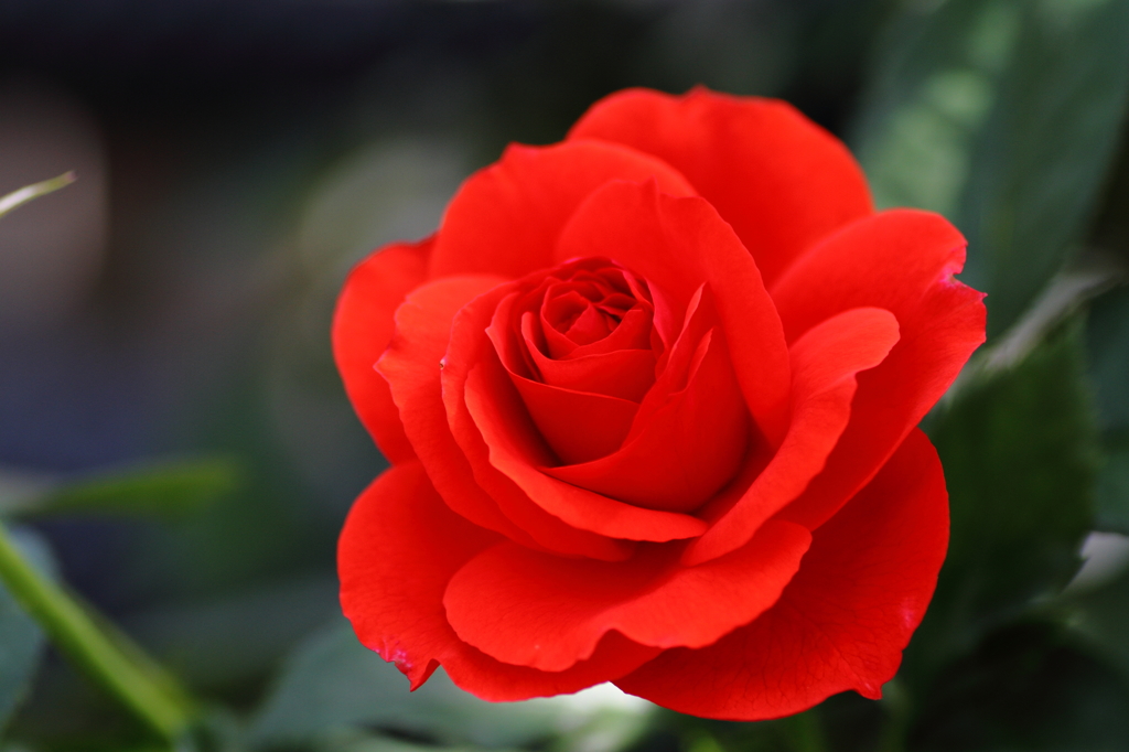 薔薇③