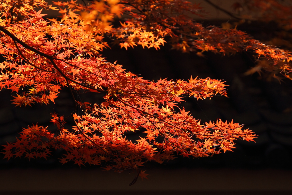 油山寺　紅葉