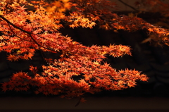 油山寺　紅葉