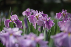花菖蒲