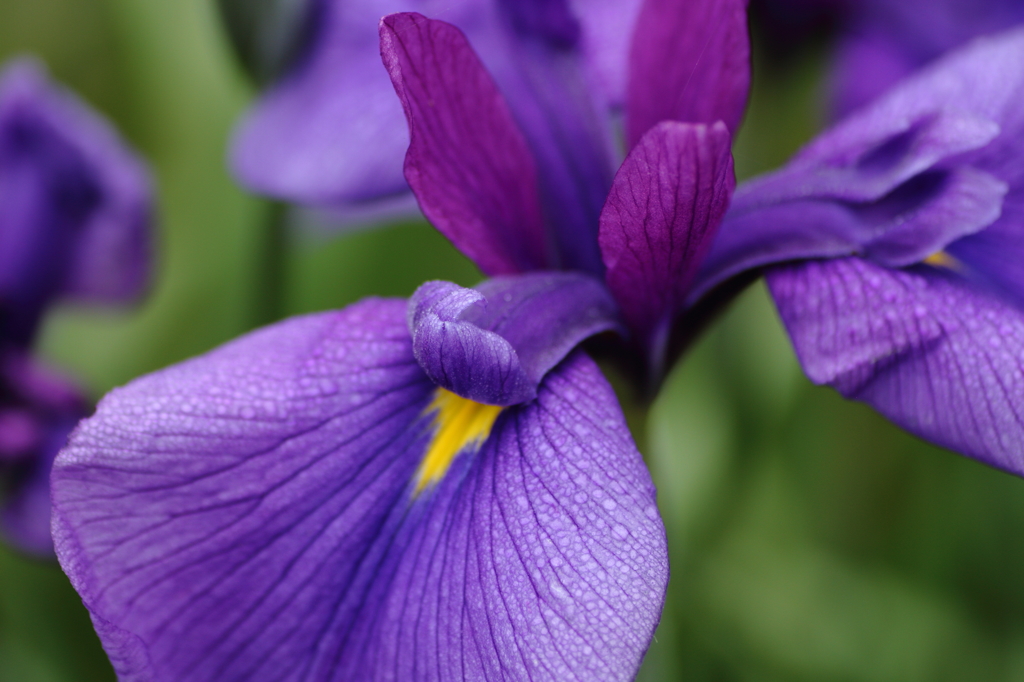 花菖蒲①
