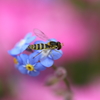 蜂