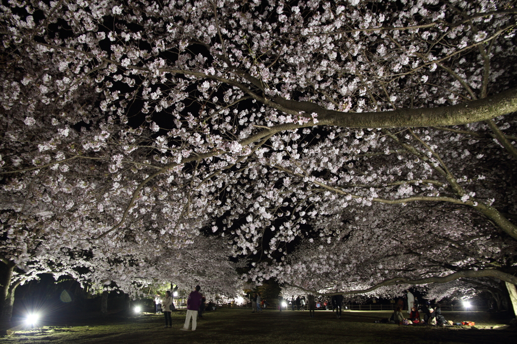 桜見物