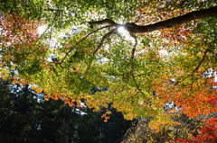 チョットだけ紅葉
