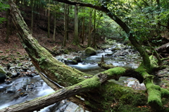 滑沢渓谷にて