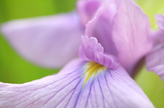 花菖蒲