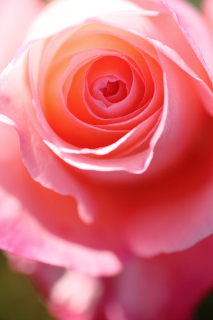 12月の薔薇