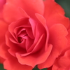 薔薇