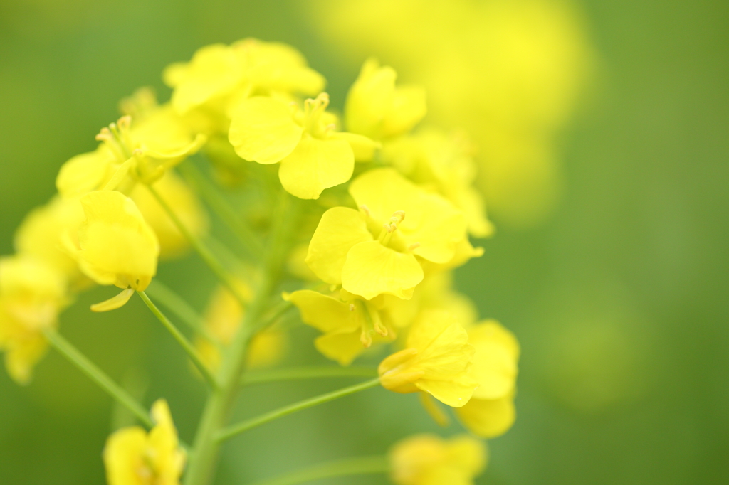 菜の花