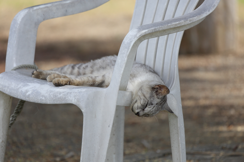 野良猫