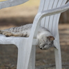 野良猫