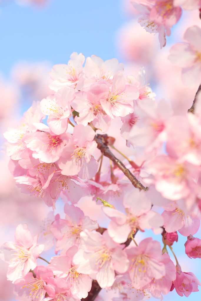 桜の季節