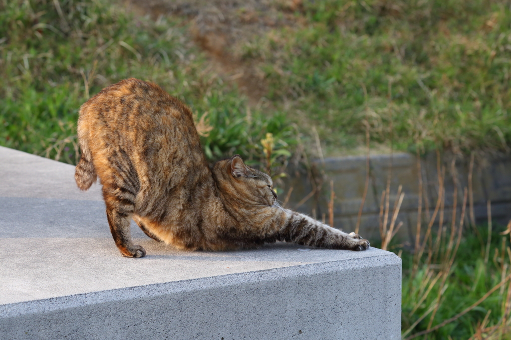 野良猫のび4連発