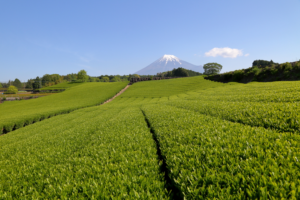 新茶の季節