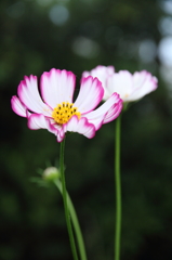 秋桜