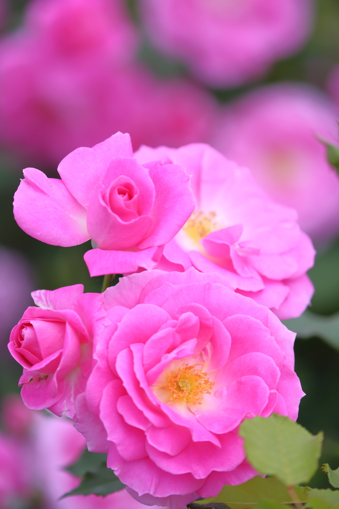 薔薇
