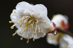 雨上がり　梅②