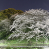 夜桜