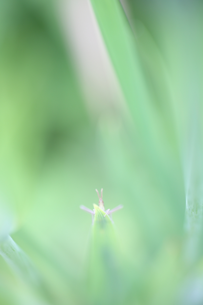 かくれんぼ