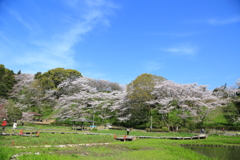 サクラ
