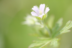 小さな花　①