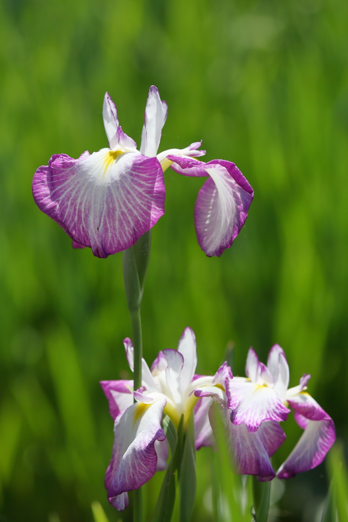 花菖蒲