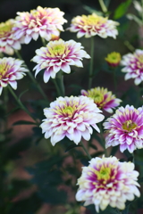 菊花展