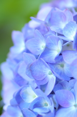 紫陽花