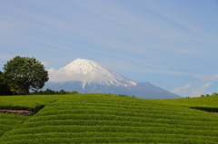 富士山①