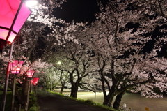 桜まつり