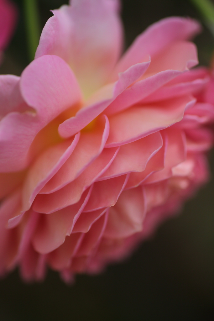 薔薇