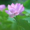 蓮