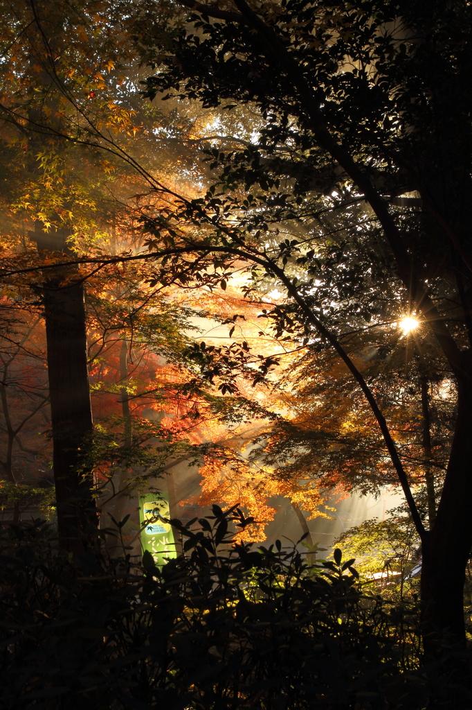 油山寺　朝日の中