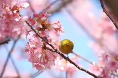 メジロ