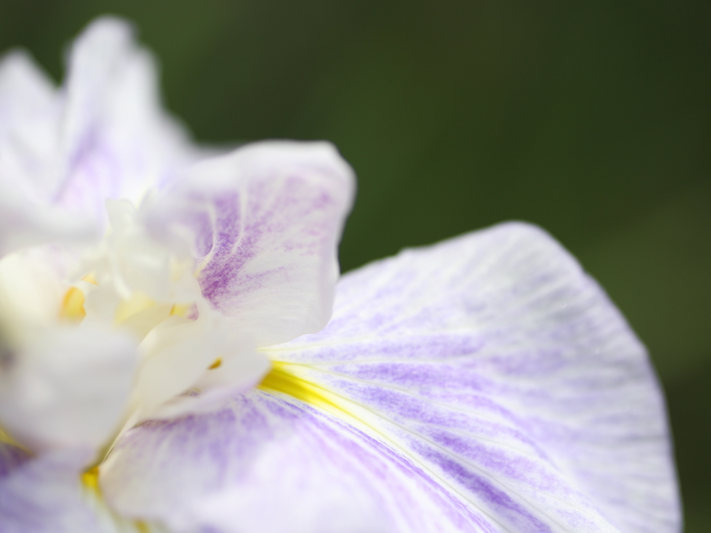 花菖蒲
