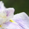 花菖蒲