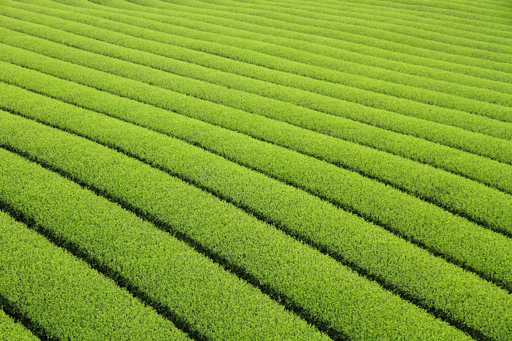 お茶②
