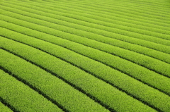 お茶②
