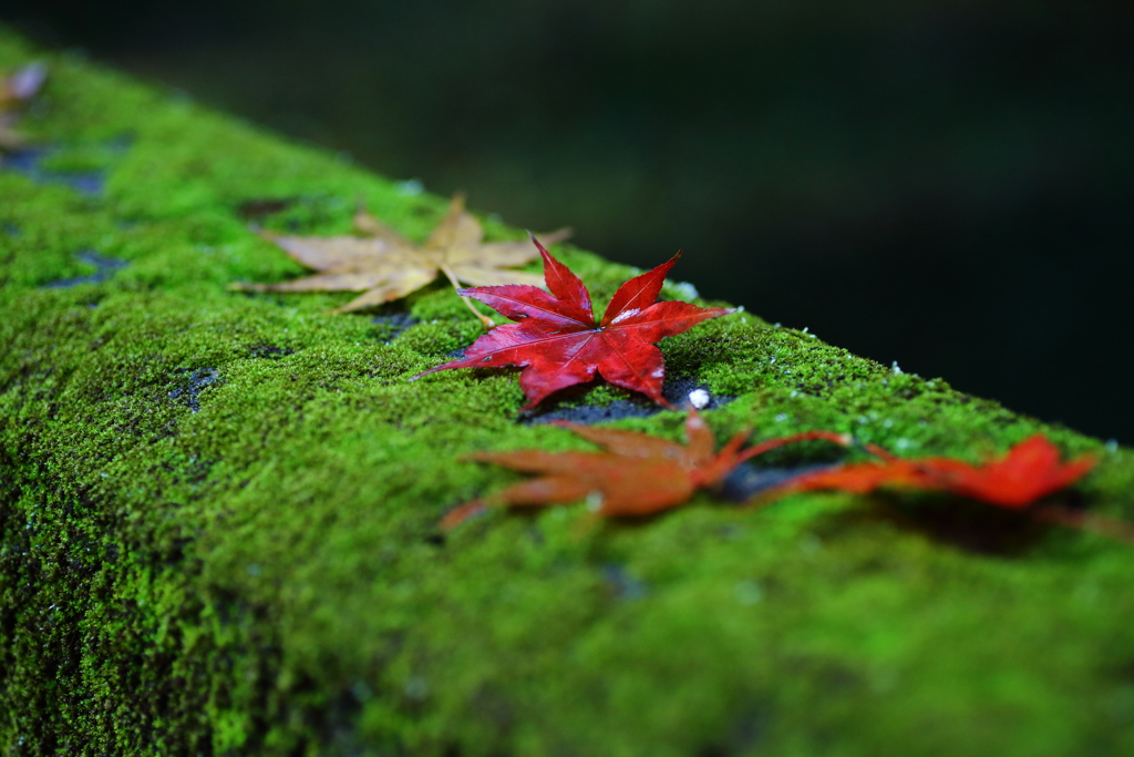 紅葉