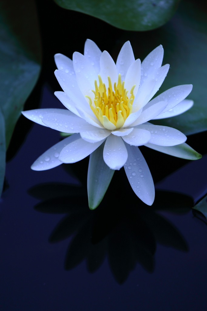 睡蓮