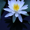 睡蓮