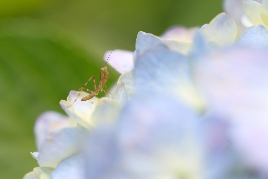 紫陽花