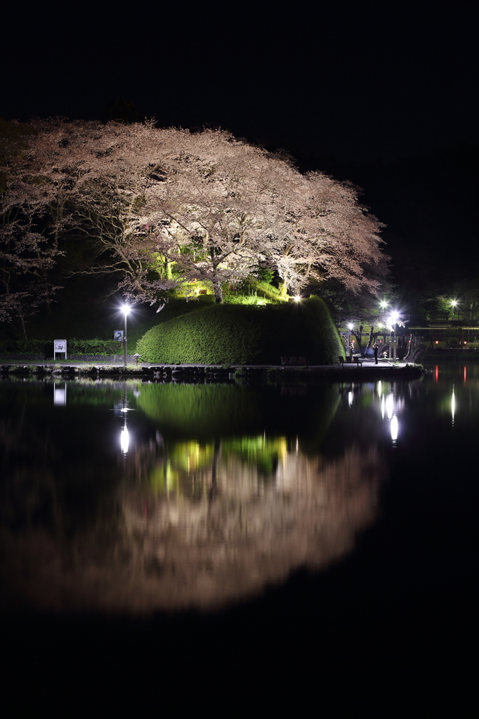 夜桜