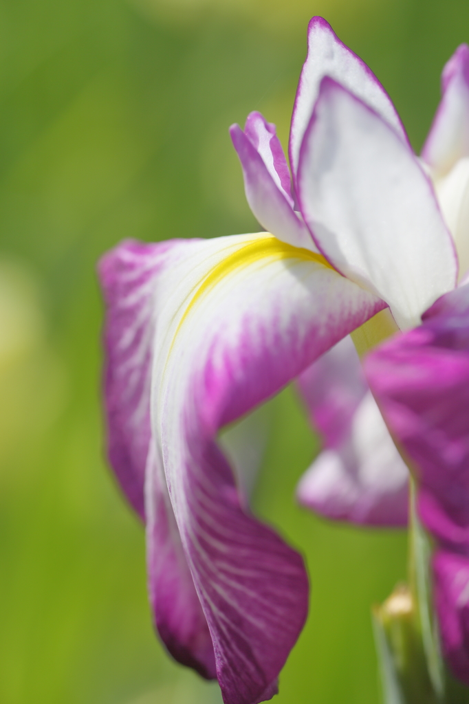 花菖蒲