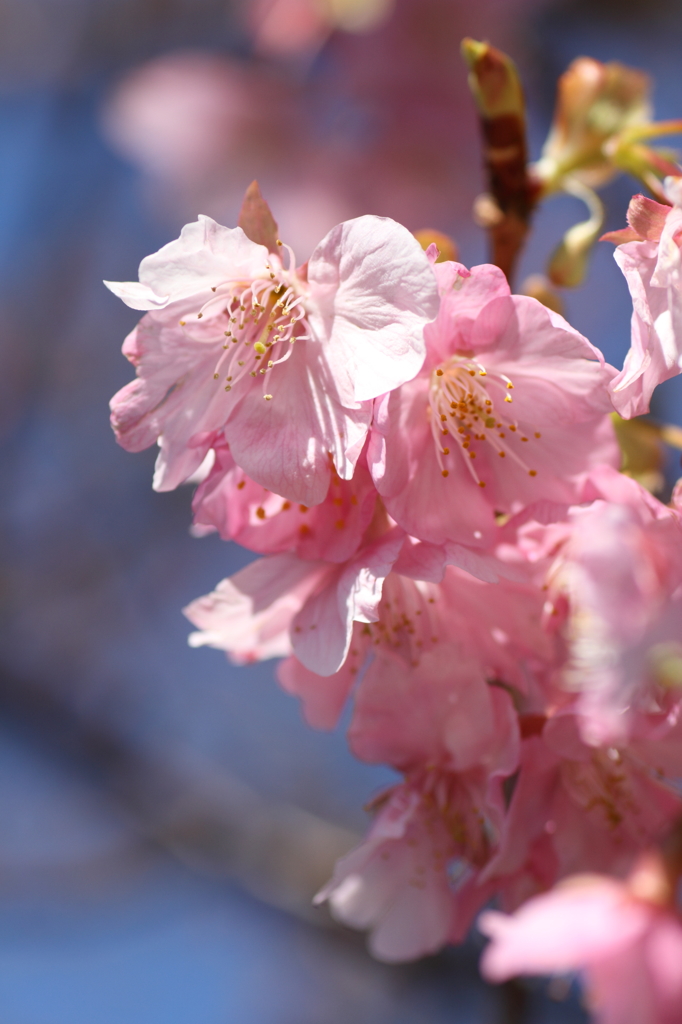 寒桜