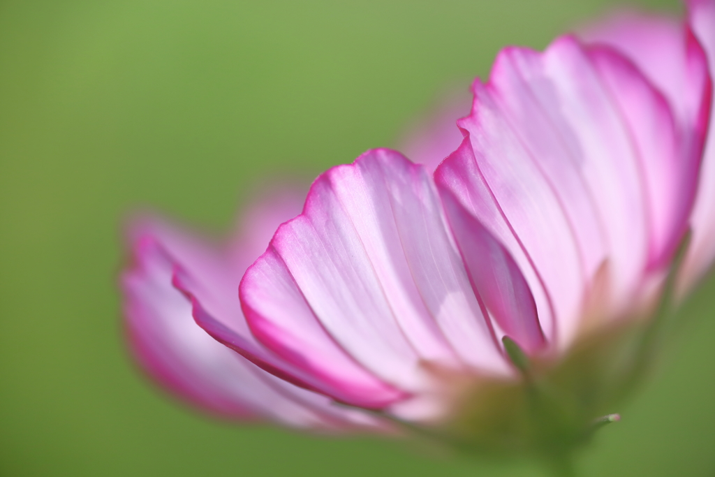 秋桜