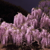 夜藤