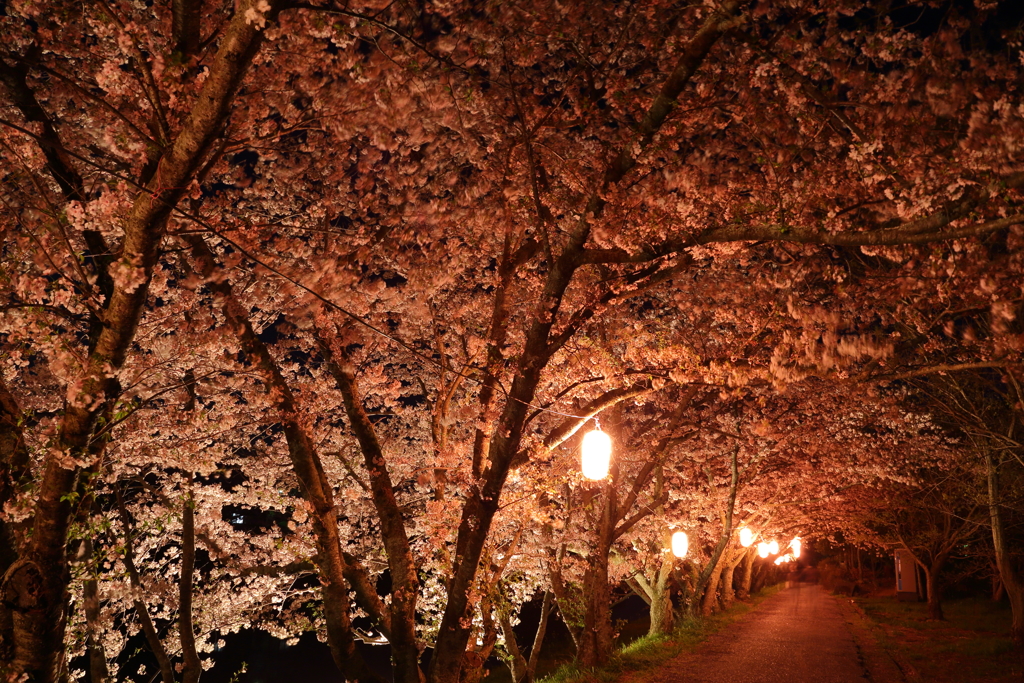 夜桜